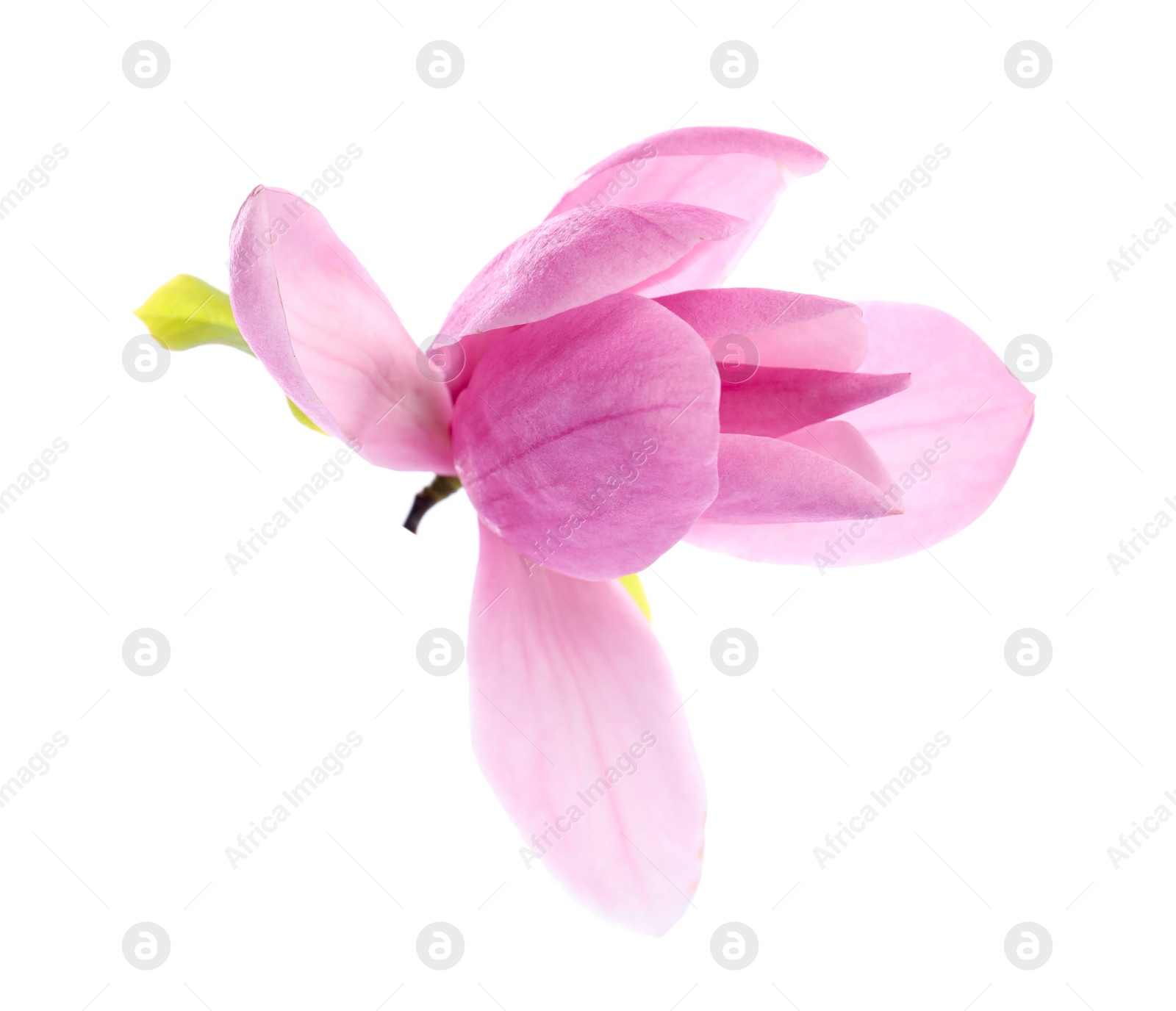 Photo of Beautiful pink magnolia flower isolated on white