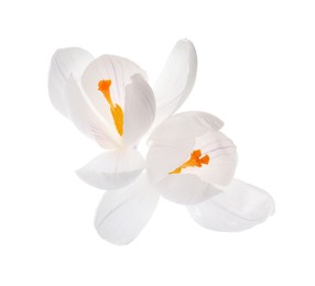 Beautiful fresh crocus flowers on white background