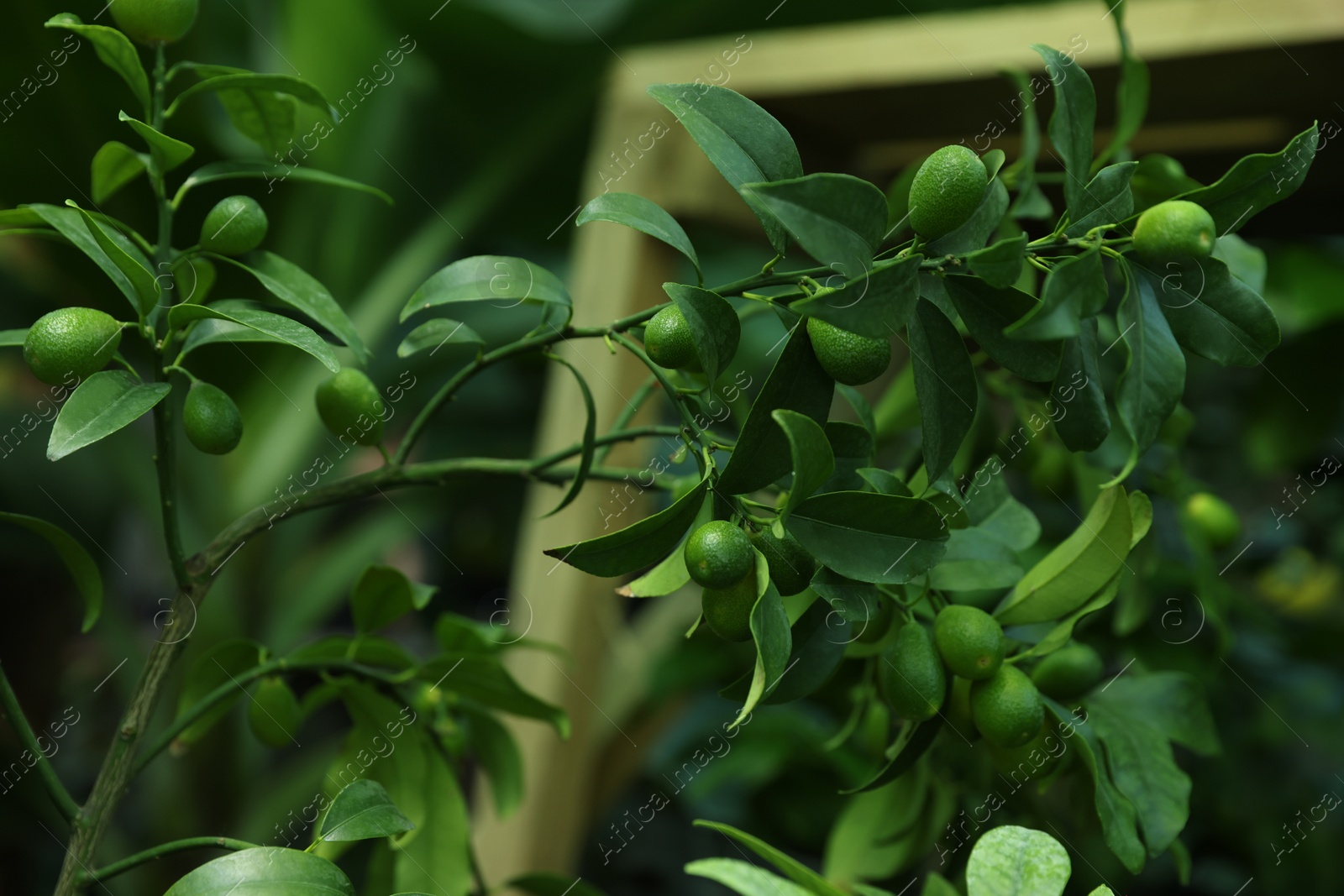 Photo of Unripe citruses growing on tree outdoors, closeup