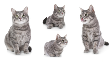 Image of Collage of beautiful grey cat on white background. Lovely pet