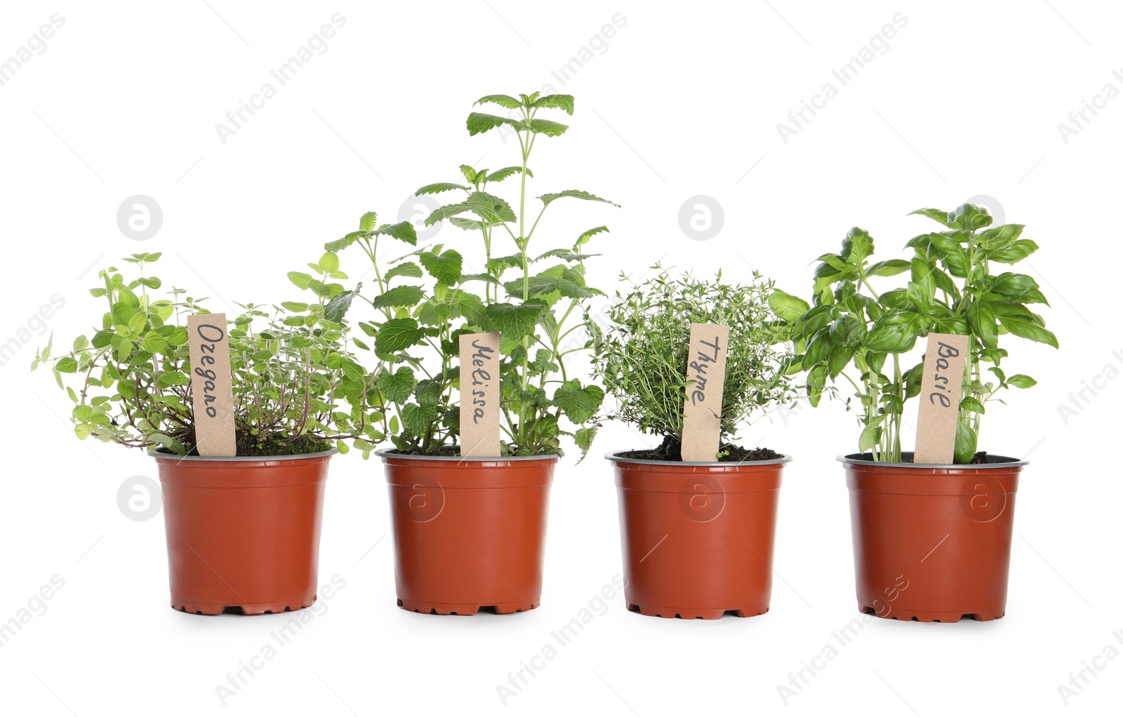 Photo of Different aromatic potted herbs isolated on white