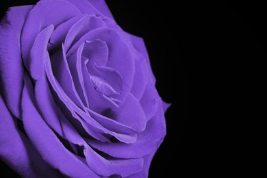 Violet flower on black background, closeup. Funeral attributes