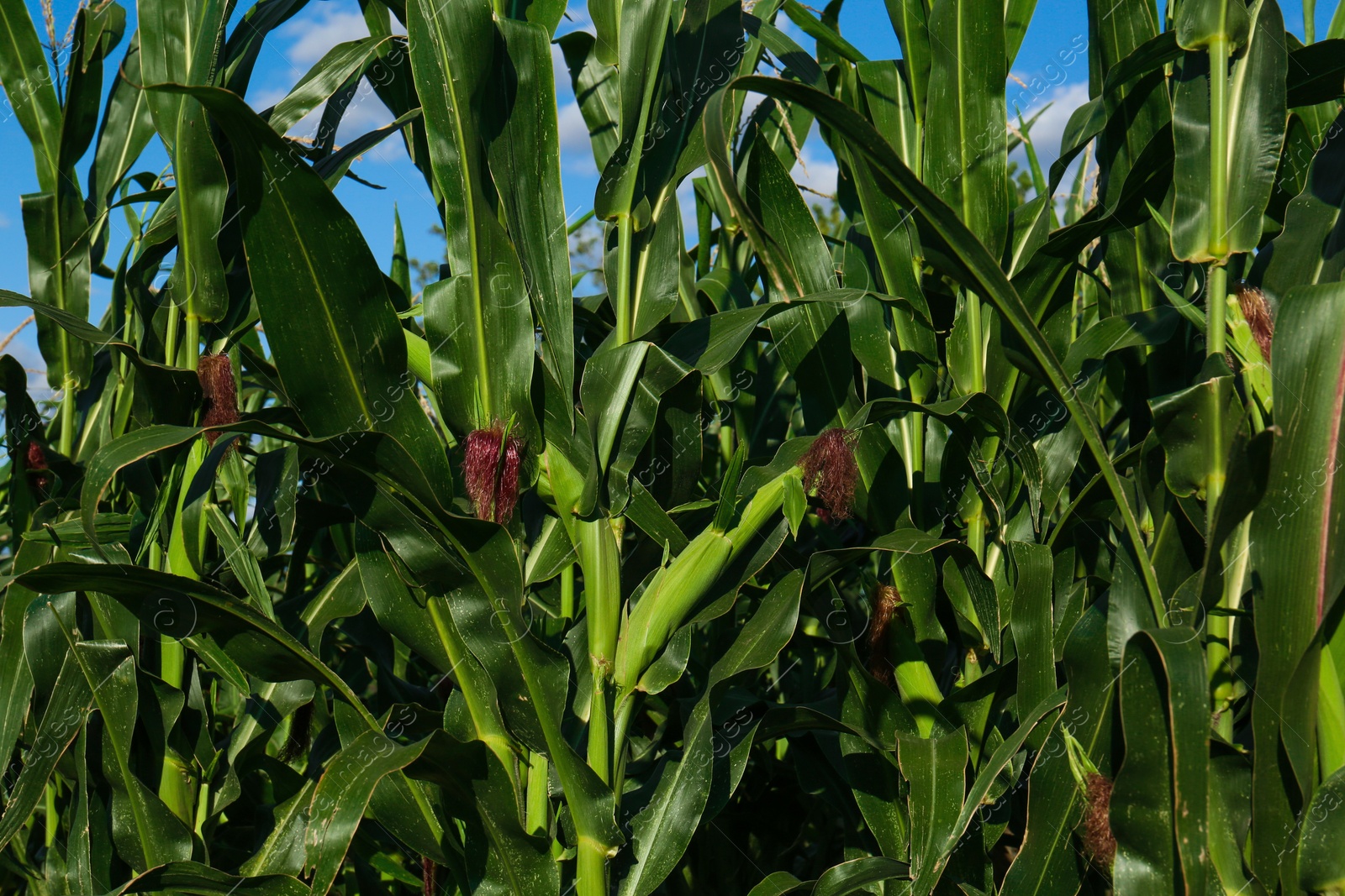 Photo of Beautiful view of corn growing in field