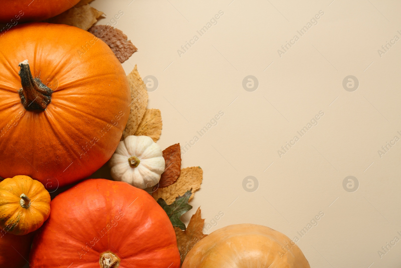 Photo of Thanksgiving day. Flat lay composition with pumpkins and different leaves on beige background, space for text