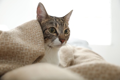 Adorable cat under plaid on bed at home, closeup