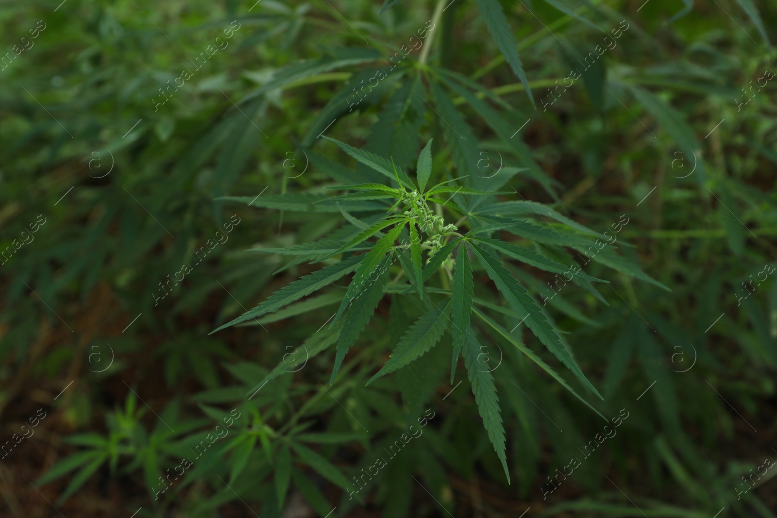 Photo of Green organic hemp growing outdoors, closeup view