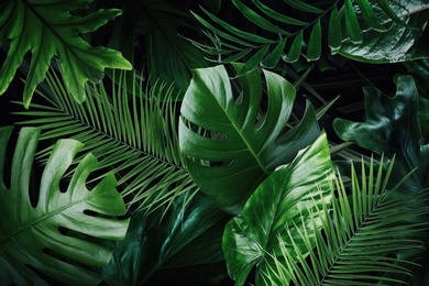 Image of Many bright green tropical leaves as background