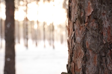 Photo of Snowy forest in winter, focus on tree trunk