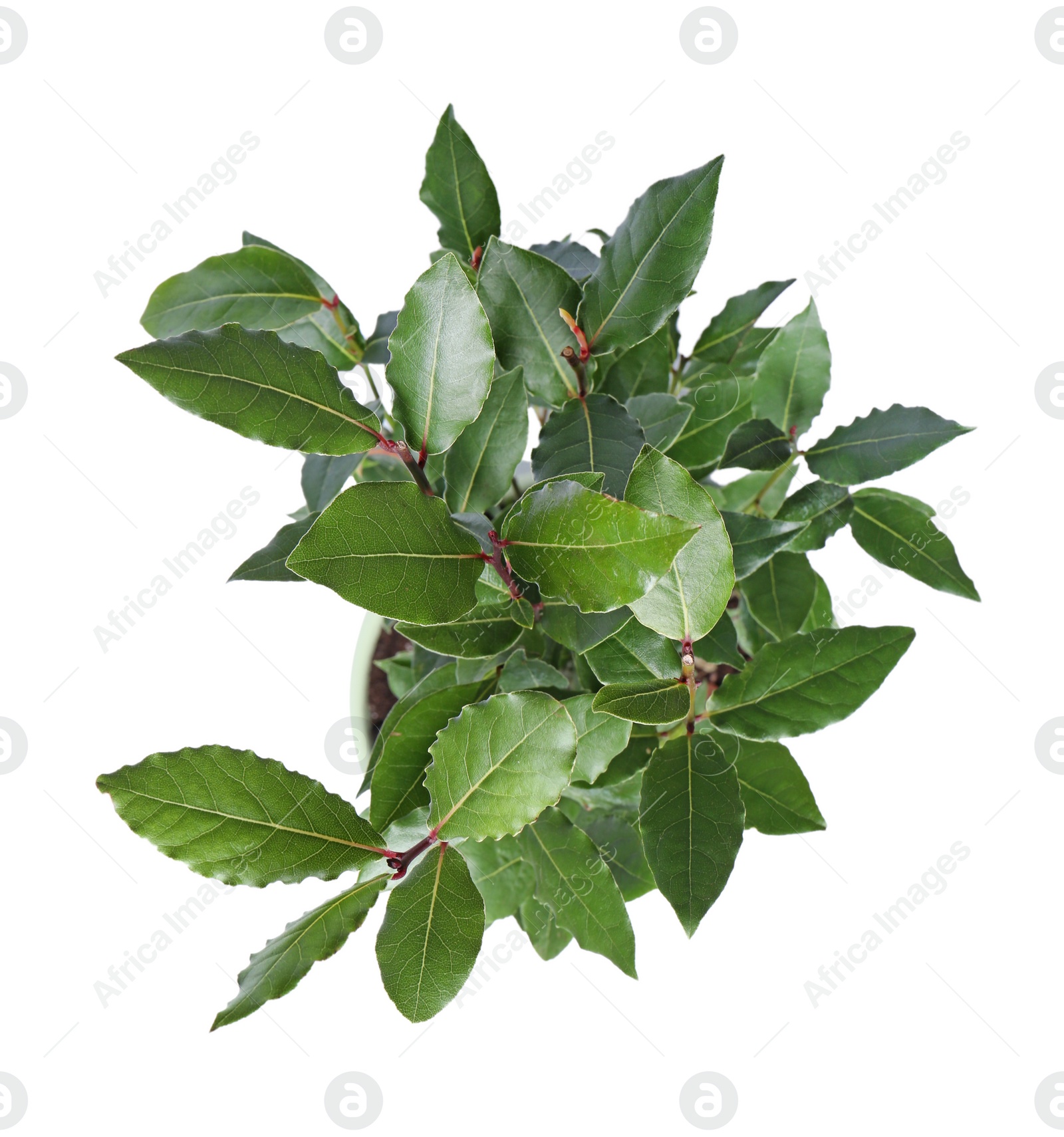Photo of Beautiful bay tree with leaves growing in pot isolated on white, top view