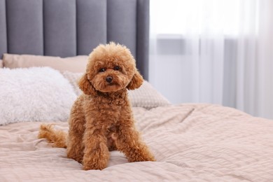 Photo of Cute Maltipoo dog on soft bed at home, space for text. Lovely pet