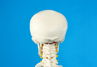 Photo of Artificial human skeleton model on blue background, closeup