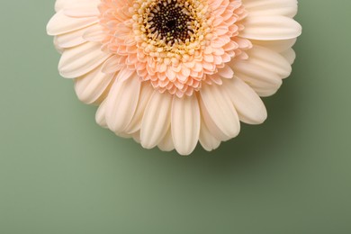 Photo of Beautiful beige gerbera flower on pale green background, top view. Space for text