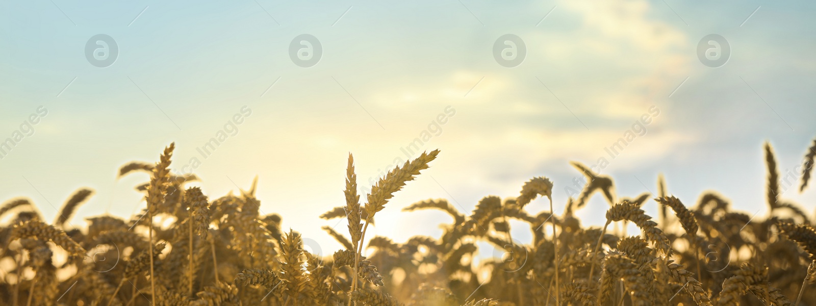 Image of Beautiful field with ripe wheat spikes on sunny day. Banner design