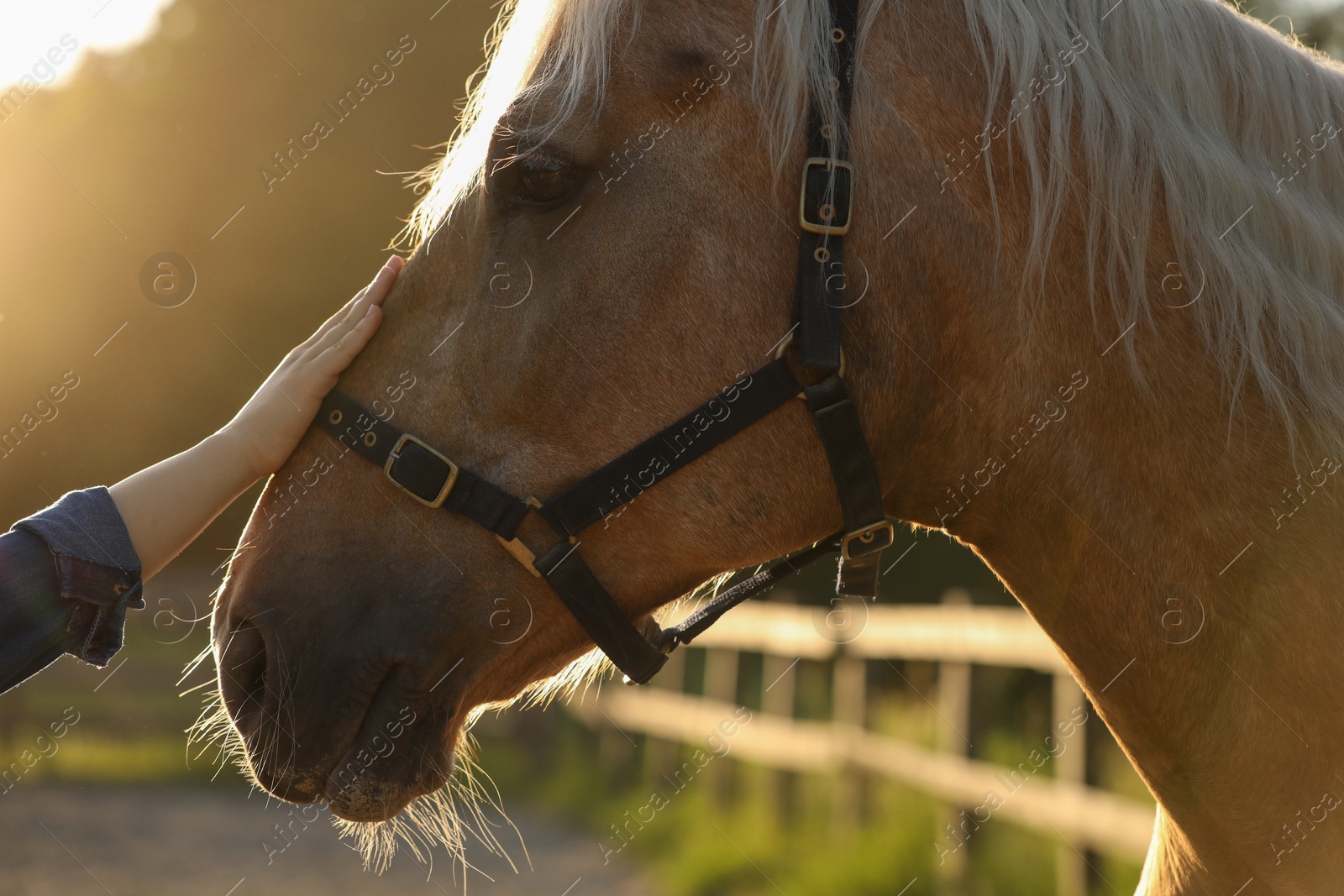 Photo of Woman with adorable horse outdoors, closeup. Lovely domesticated pet