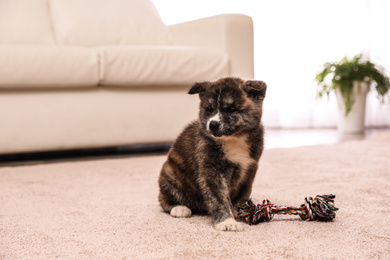 Photo of Cute Akita inu puppy with toy indoors. Friendly dog