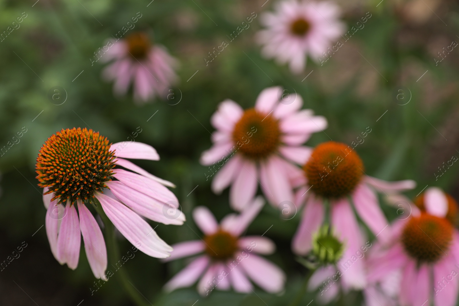 Photo of Beautiful pink Echinacea flowers growing outdoors, closeup