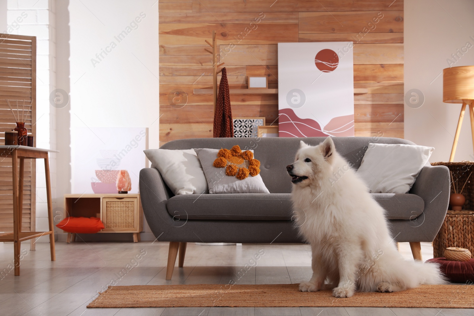 Photo of Adorable Samoyed dog in modern living room