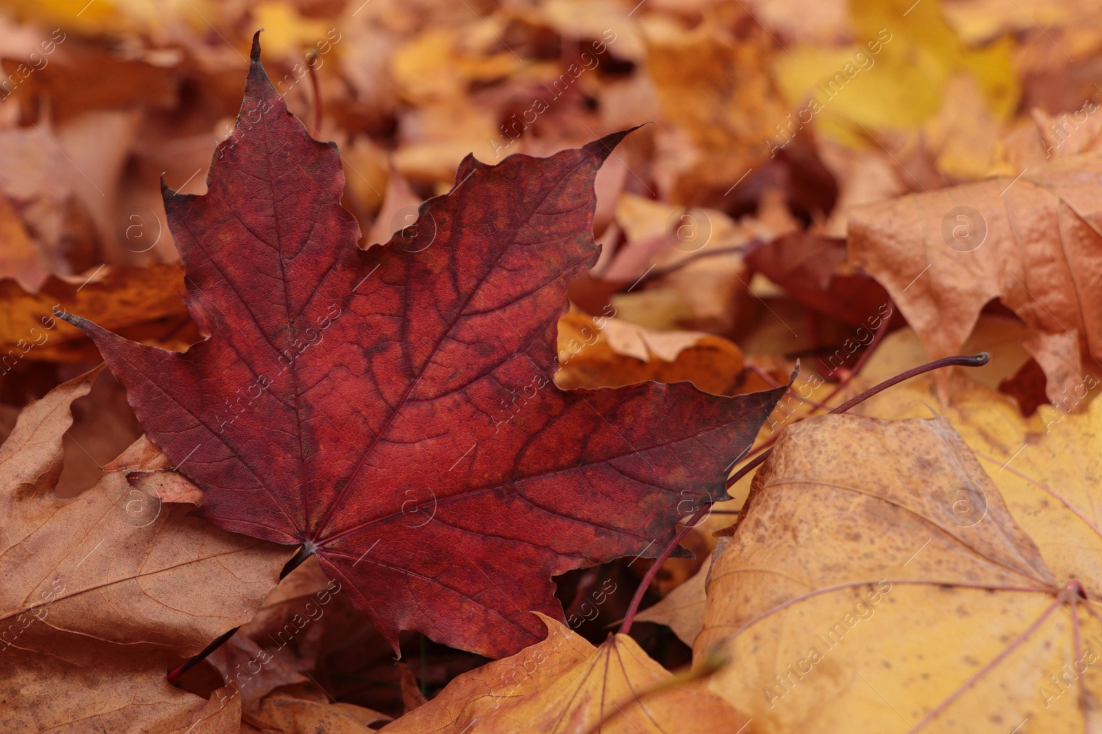 Photo of Pile of beautiful fallen leaves outdoors on autumn day, closeup