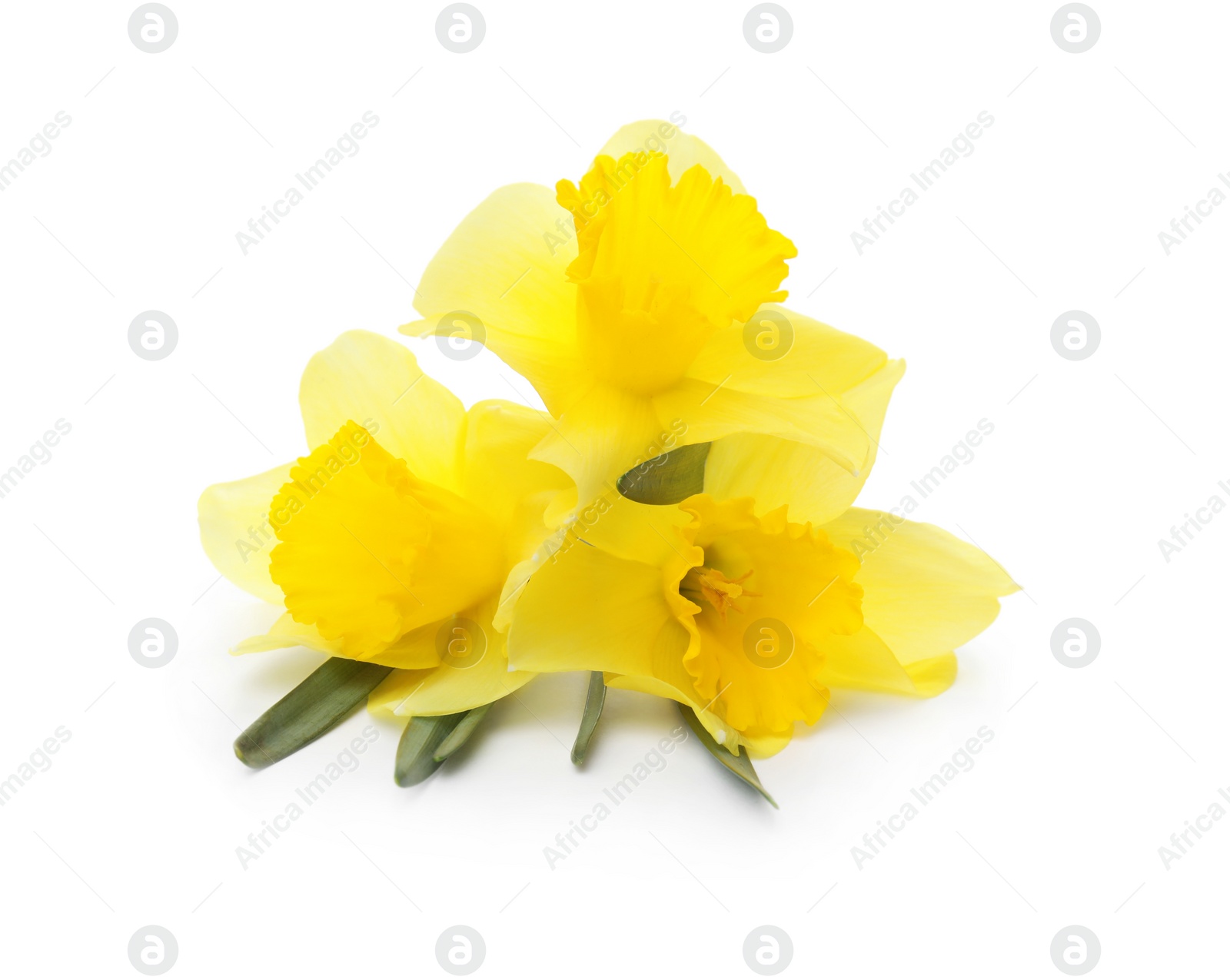 Photo of Beautiful daffodils on white background. Fresh spring flowers