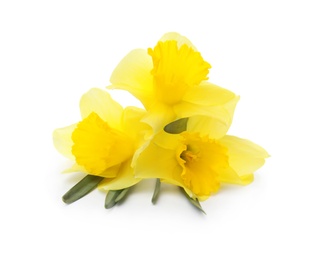 Photo of Beautiful daffodils on white background. Fresh spring flowers