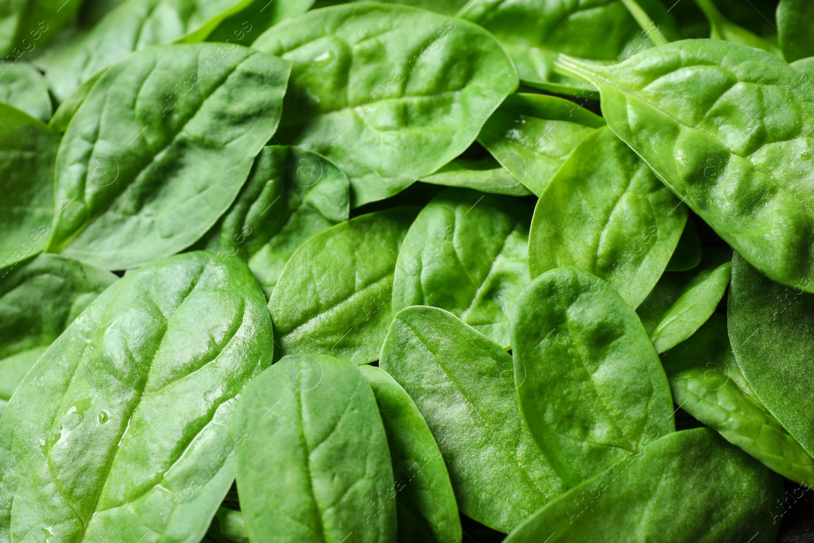 Photo of Fresh green healthy spinach as background, closeup