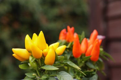 Photo of Capsicum Annuum plants. Potted rainbow multicolor and yellow chili peppers against blurred background outdoors, closeup