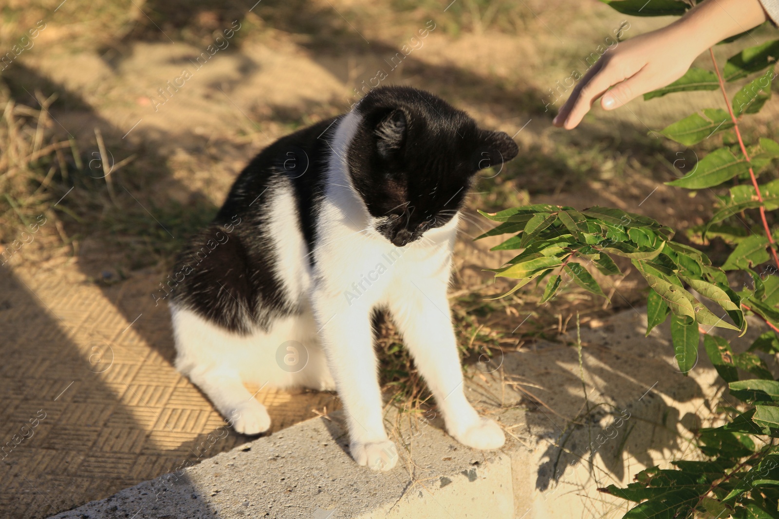 Photo of Woman reaching to cute cat outdoors, closeup. Stray animal