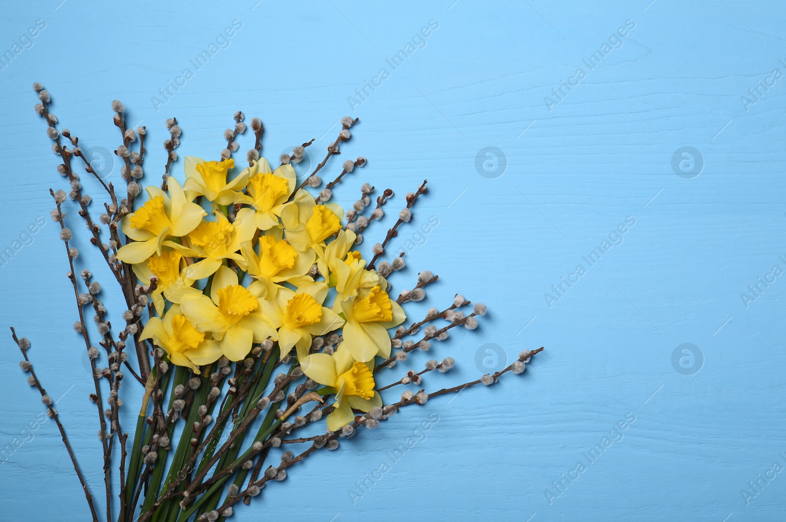 Photo of Bouquet of beautiful yellow daffodils and willow flowers on light blue wooden table, top view. Space for text