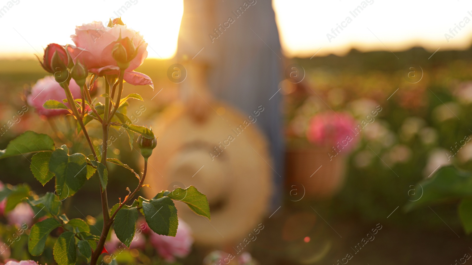 Photo of Beautiful roses in blooming garden on sunny day