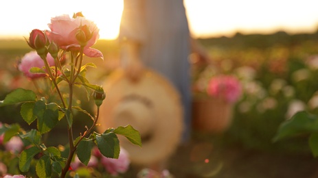 Photo of Beautiful roses in blooming garden on sunny day