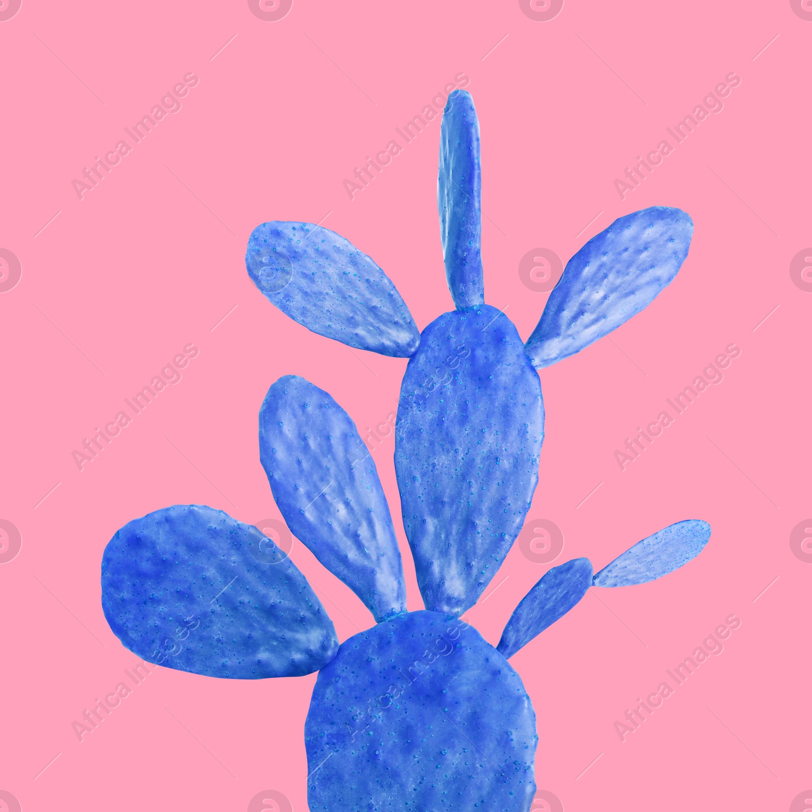 Image of Blue cactus on pink background. Creative design