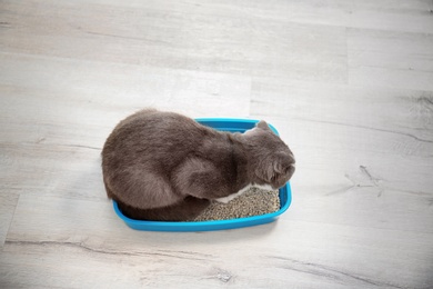 Adorable cat sitting in litter tray indoors. Pet care