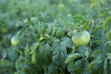 Photo of Beautiful green tomato plants growing in field, closeup. Space for text