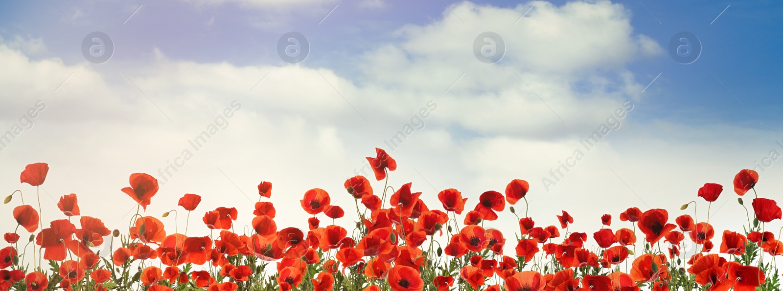 Image of Beautiful red poppy flowers under blue sky with clouds, banner design