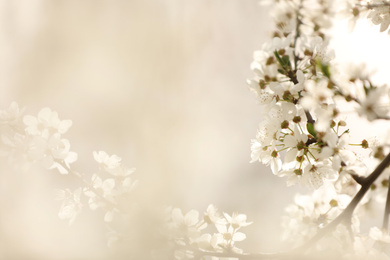 Photo of Closeup view of blossoming tree outdoors on spring day