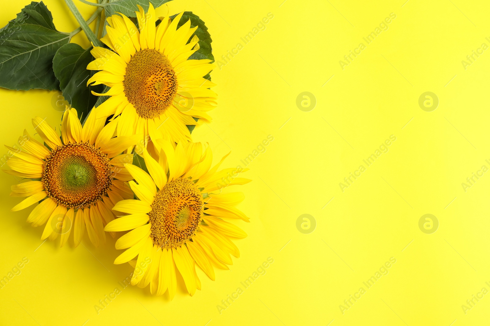 Photo of Beautiful bright sunflowers on yellow background, flat lay. Space for text