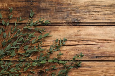 Photo of Eucalyptus branches with fresh green leaves on wooden table, flat lay. Space for text