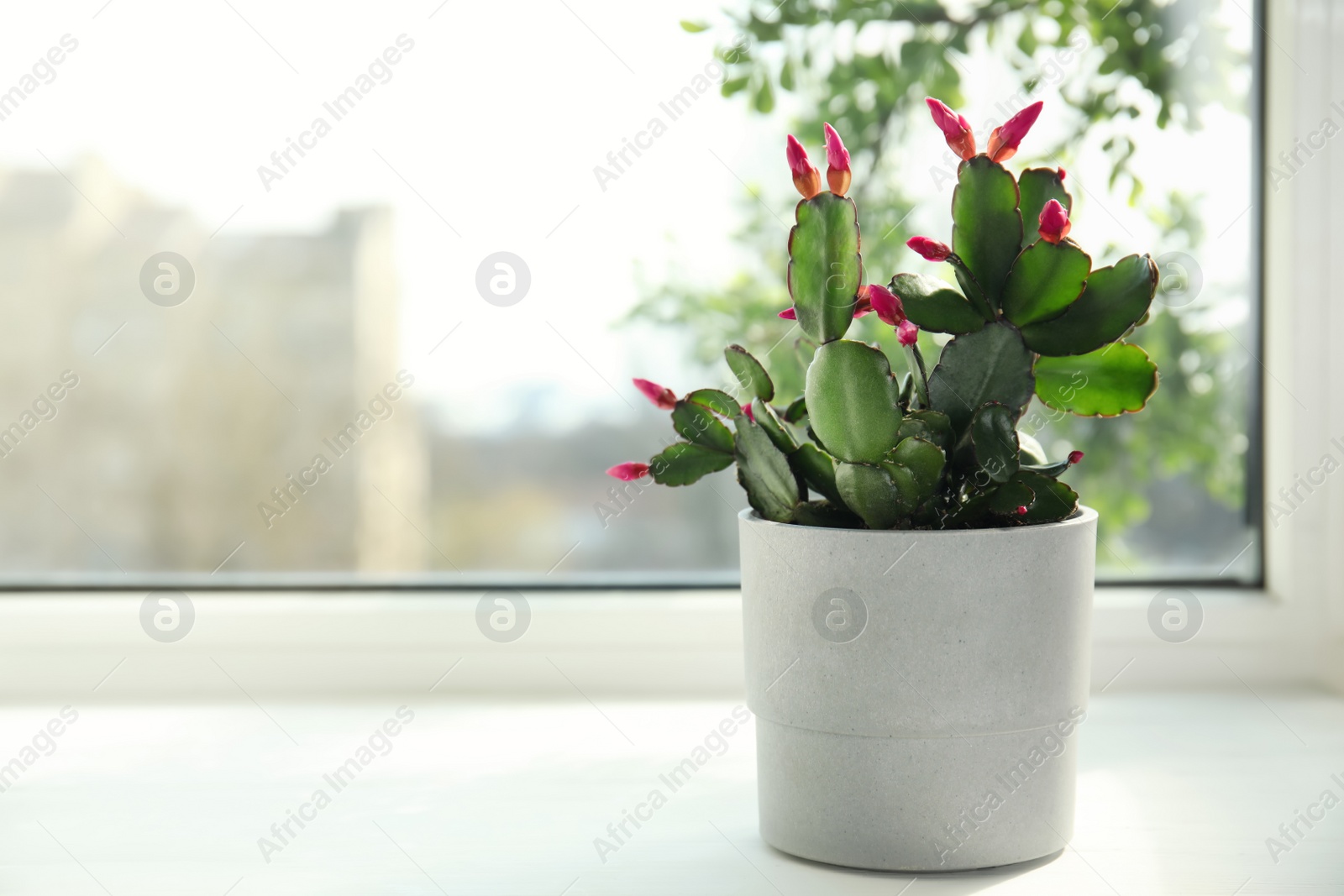 Photo of Beautiful Schlumbergera plant (Christmas or Thanksgiving cactus) in pot on window sill. Space for text