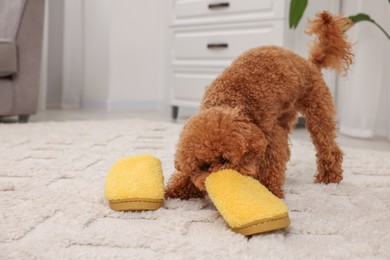 Photo of Cute Maltipoo dog near yellow slippers at home, space for text. Lovely pet