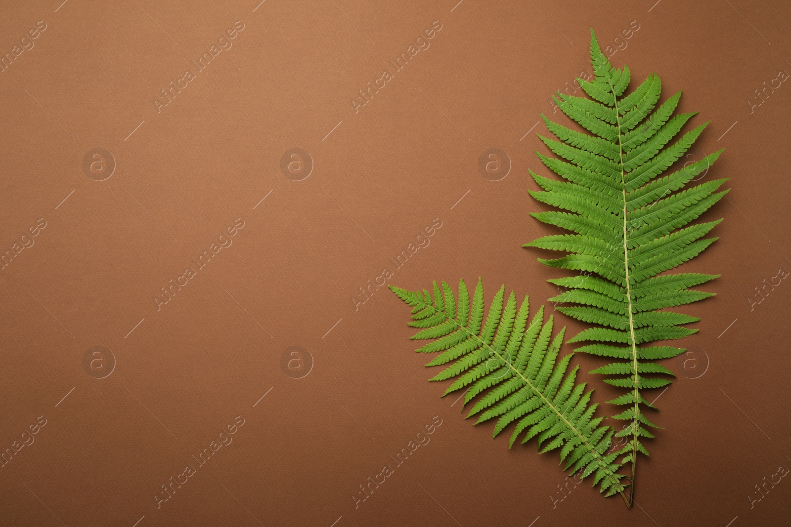 Photo of Beautiful tropical fern leaves on brown background, flat lay. Space for text