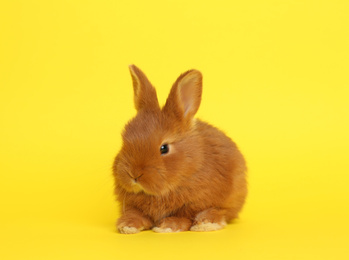 Photo of Adorable fluffy bunny on yellow background. Easter symbol