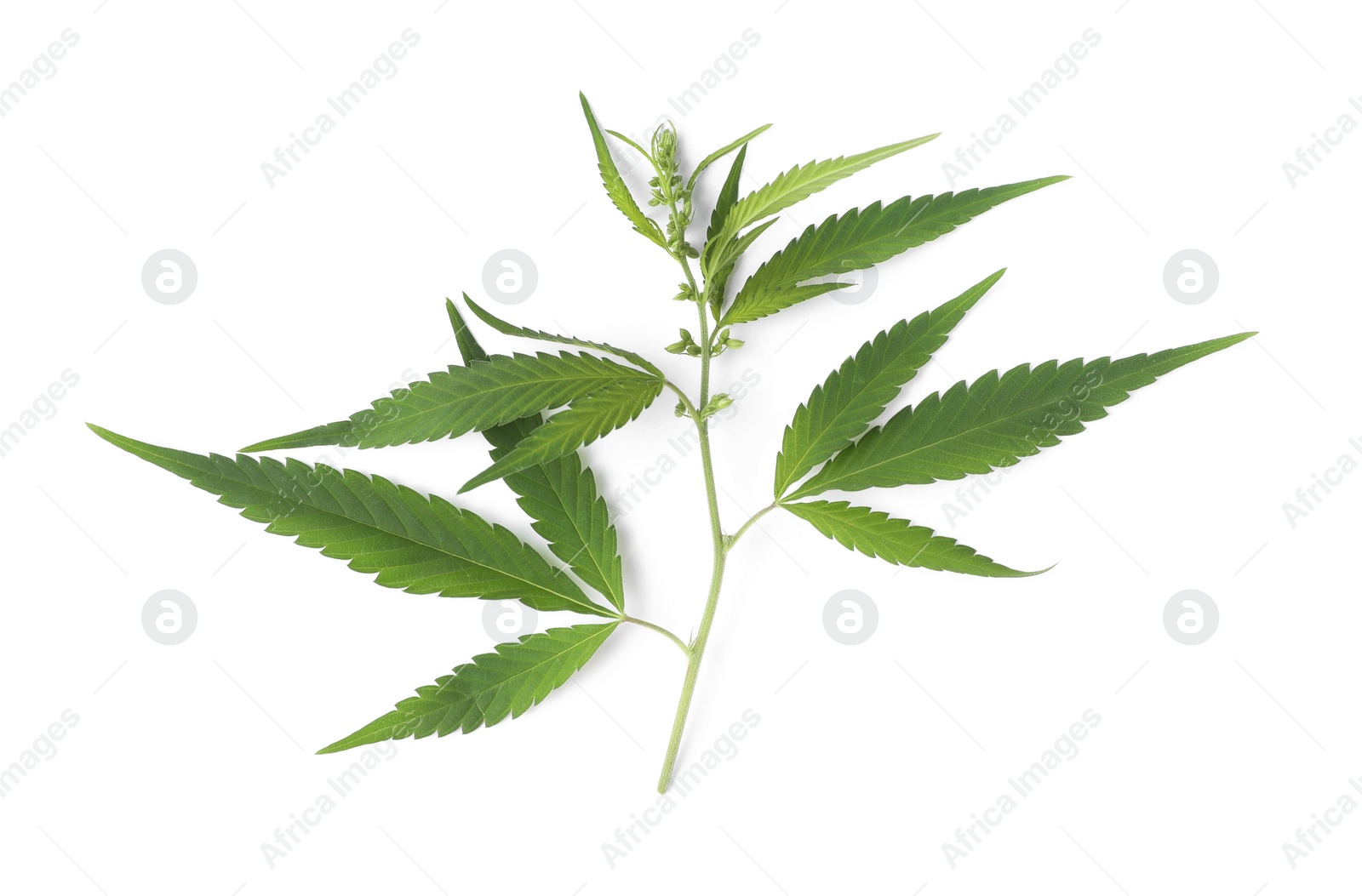 Photo of Fresh green hemp leaves on white background, top view