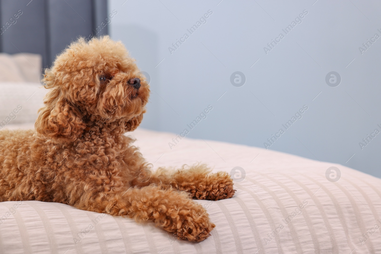 Photo of Cute Maltipoo dog on soft bed at home, space for text. Lovely pet