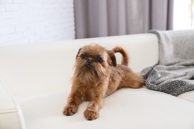 Photo of Adorable Brussels Griffon dog on sofa at home. Cute friendly pet