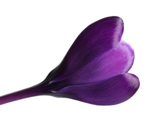 Beautiful spring crocus flower on white background