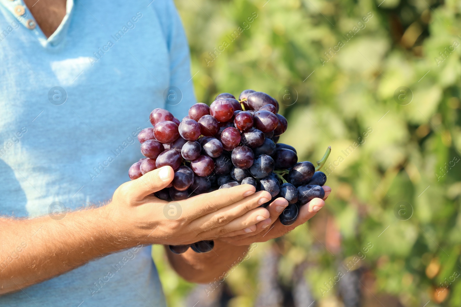 Photo of Man holding bunch of fresh ripe juicy grapes in vineyard, closeup