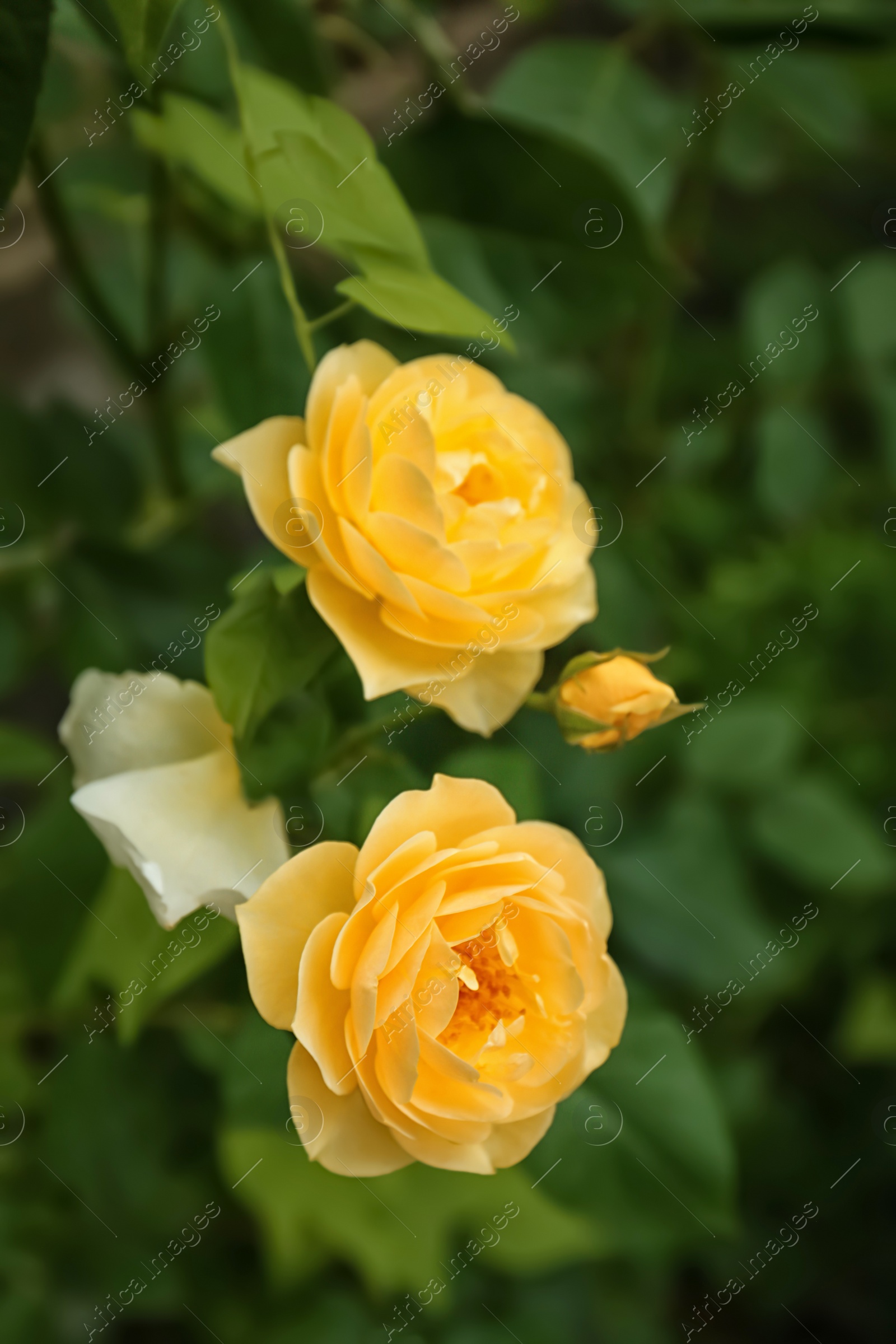 Photo of Beautiful blooming yellow roses in green garden on summer day