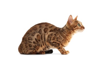 Photo of Cute Bengal cat on white background. Adorable pet