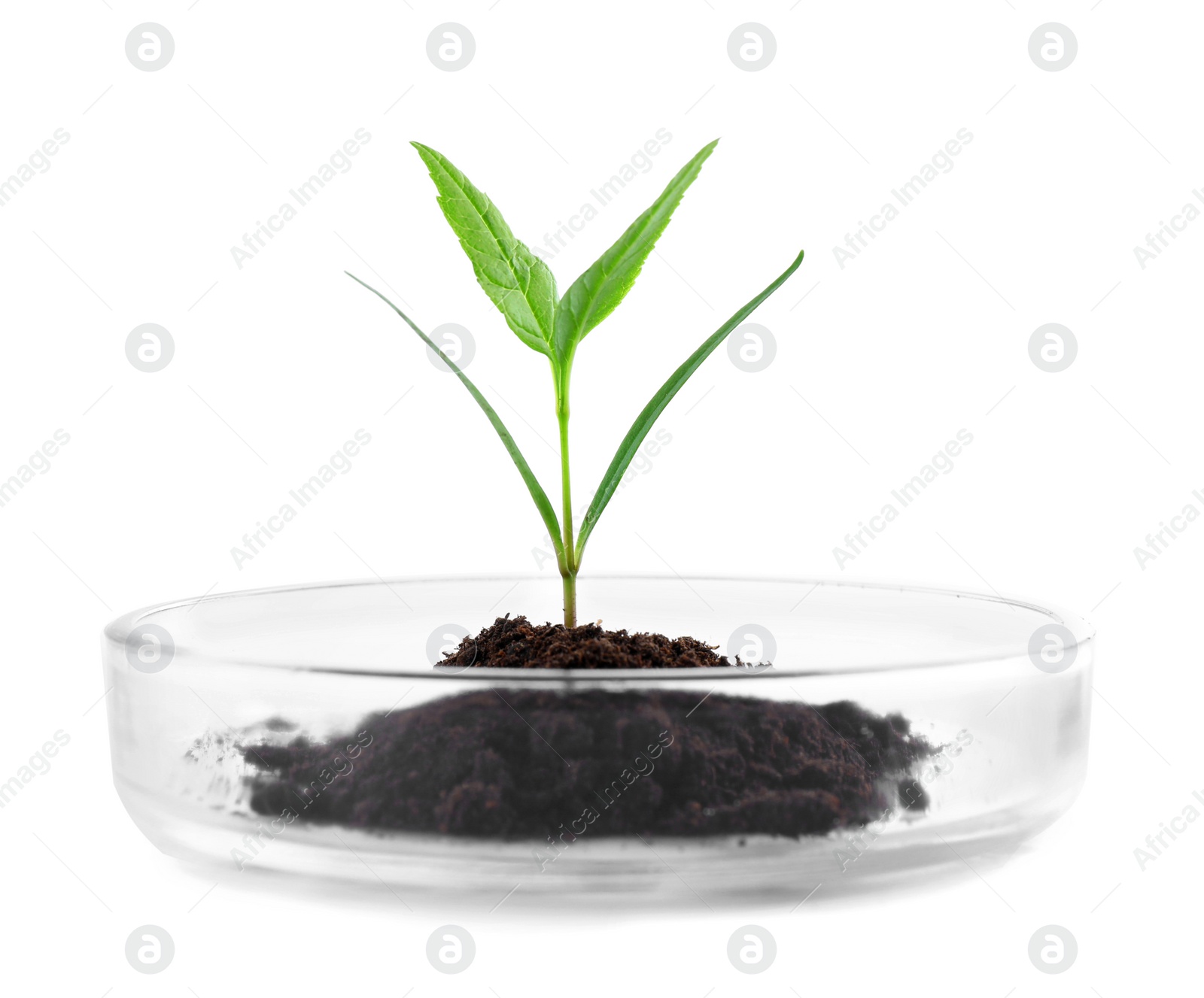 Photo of Green plant with soil in Petri dish isolated on white. Biological chemistry