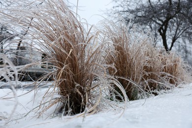 Photo of Dry plants in ice glaze outdoors on winter day
